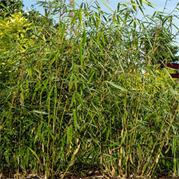 Bamboo Fargesia robusta 'Wolong'